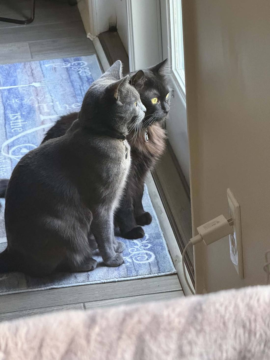 Two cats sitting together at a glass door, looking out